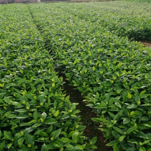 大葉梔子花小苗價(jià)格 大葉梔子花杯苗 大葉梔子球 大葉梔子花