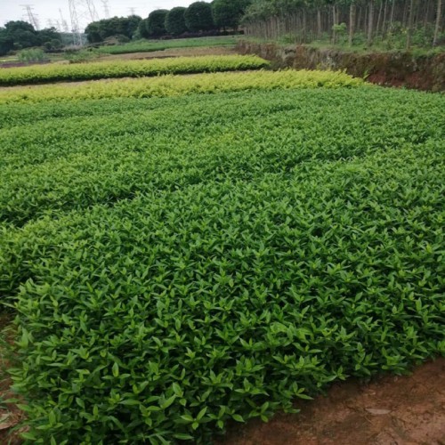 小葉梔子小苗價(jià)格 小葉梔子小苗 小葉梔子價(jià)格