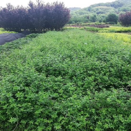 迎春價(jià)格 迎春小苗價(jià)格 迎春小苗 黃素馨價(jià)格 黃素馨