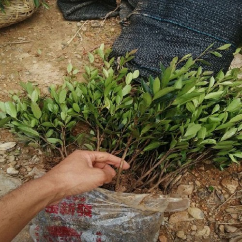 中華蚊母小苗價格 蚊母小苗價格 小葉蚊母小苗基地直銷