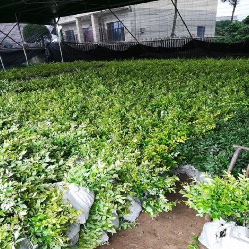 金森女貞杯苗 金森女貞小苗價格   金森女貞價格