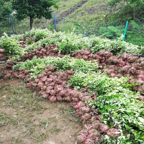 金森女貞小毛球價格 金森女貞小苗價格   金森女貞價格