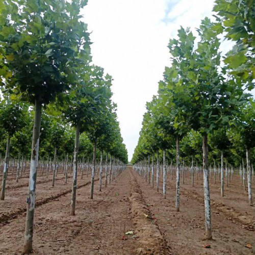 法桐苗圃 庭院觀賞法桐小苗 綠化苗木法桐樹(shù)苗