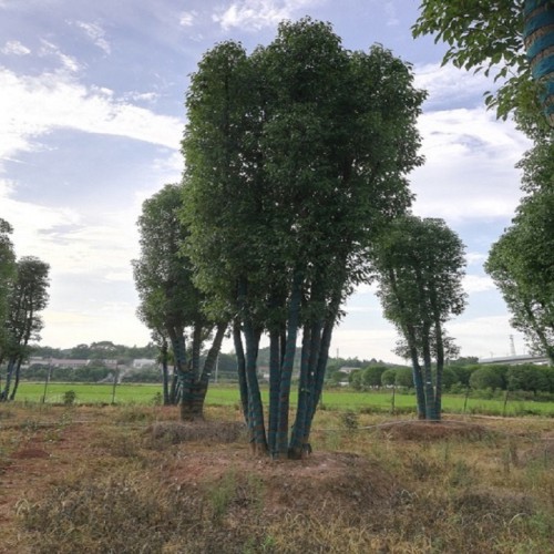 香樟 香樟樹  香樟樹價格 多桿香樟 全冠香樟樹 大小香樟樹