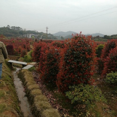 紅葉石楠柱價格 50-80-100公分紅葉石楠柱