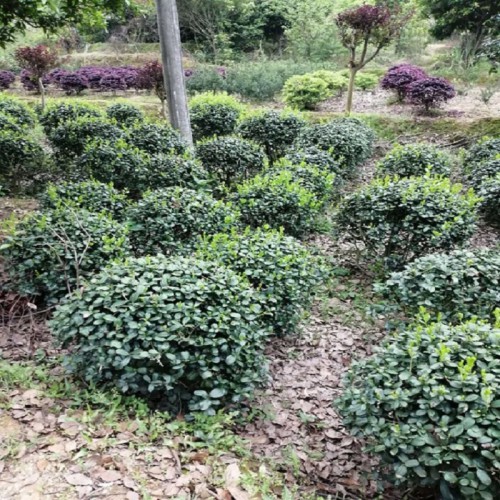 無(wú)刺枸骨球價(jià)格 無(wú)刺枸骨小苗價(jià)格 規(guī)格齊全