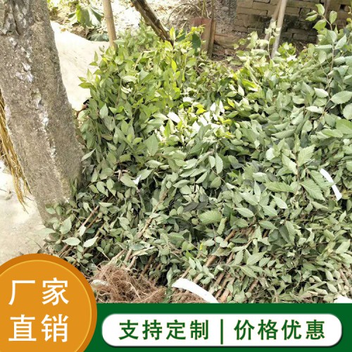 櫸樹 櫸樹苗基地