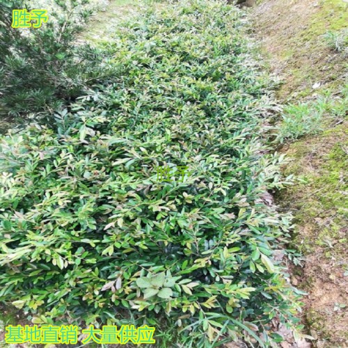 中華蚊母小苗價格 蚊母小苗價格 中華蚊母價格 小葉蚊母