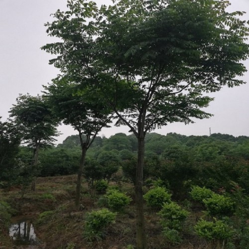 欒樹價(jià)格 5-8-10-12-15-18公分欒樹