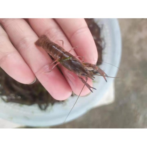 澳龍苗 澳洲小龍蝦苗供應(yīng) 價(jià)格實(shí)惠