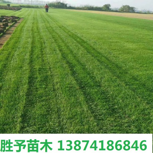草皮價(jià)格 草坪草卷價(jià)格 馬尼拉草皮價(jià)格 混播草坪價(jià)格