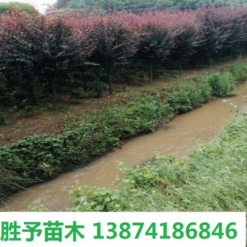 紅葉李  紅葉李價(jià)格 3-5-8-10公分紅葉李