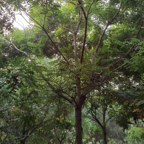 常年供應(yīng)欒樹(shù)小苗北欒樹(shù)價(jià)格欒樹(shù)小苗價(jià)格