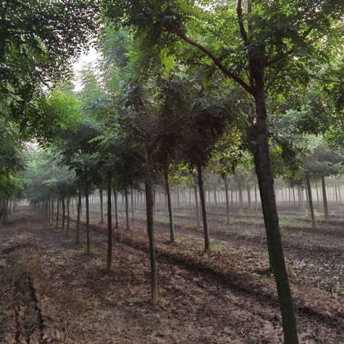 大規(guī)格北欒樹(shù) 北欒樹(shù)小苗 叢生北欒樹(shù)