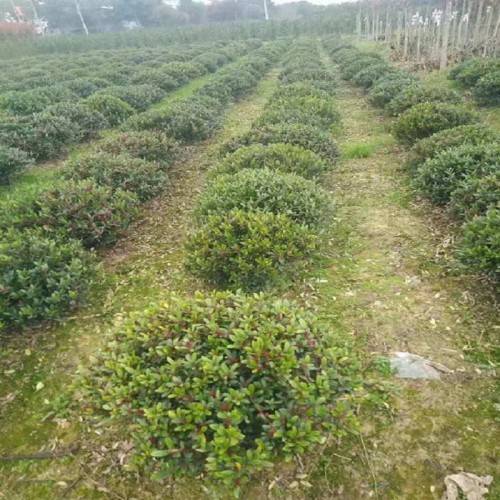 中華蚊母球價格 小葉蚊母球 80-100-120公分蚊母球