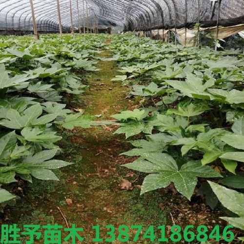 八角金盤(pán)小苗價(jià)格 八角金盤(pán)價(jià)格