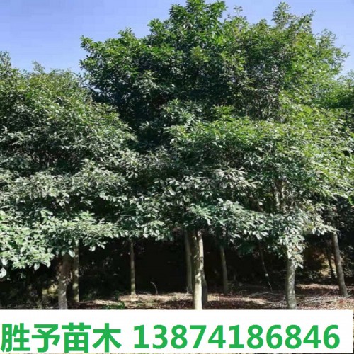 杜英樹(shù)價(jià)格 8-10-12-15-18-20公分杜英