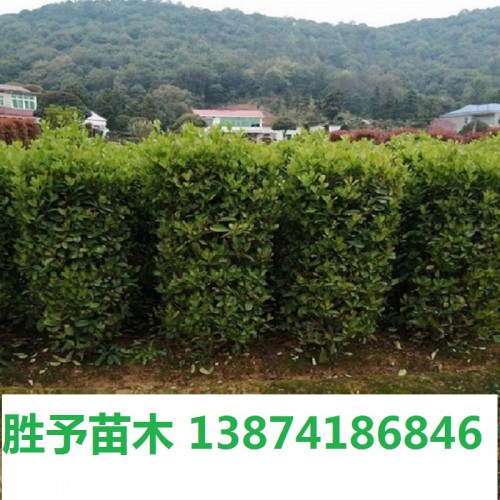 法國(guó)冬青柱價(jià)格 法國(guó)冬青價(jià)格 冬青柱價(jià)格 珊瑚柱價(jià)格