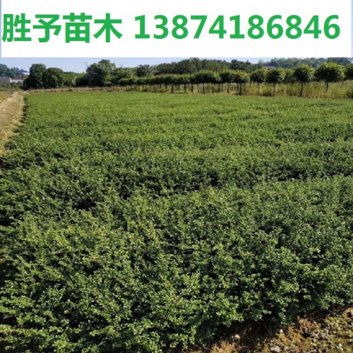 龜甲冬青小苗價(jià)格 龜甲冬青價(jià)格 龜甲冬青小苗