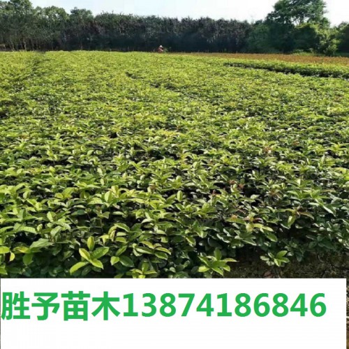 月月桂小苗價(jià)格 月月桂色塊苗 四季桂價(jià)格