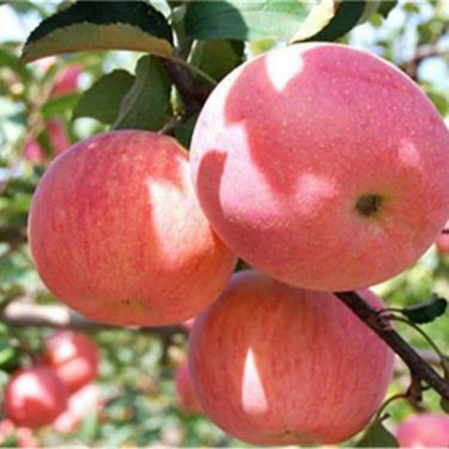 蘋果苗 蘋果樹(shù)苗