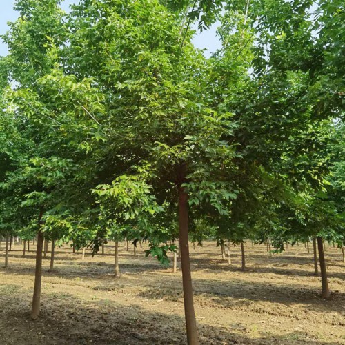 復(fù)葉槭優(yōu)勢(shì)產(chǎn)品 復(fù)葉槭批發(fā) 復(fù)葉槭樹(shù)苗廠家