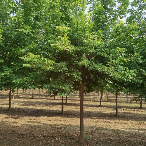 復(fù)葉槭 復(fù)葉槭價(jià)格 復(fù)葉槭基地批發(fā)