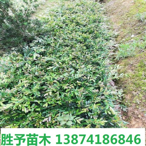 中華蚊母小苗價(jià)格 蚊母小苗價(jià)格 中華蚊母價(jià)格 小葉蚊母