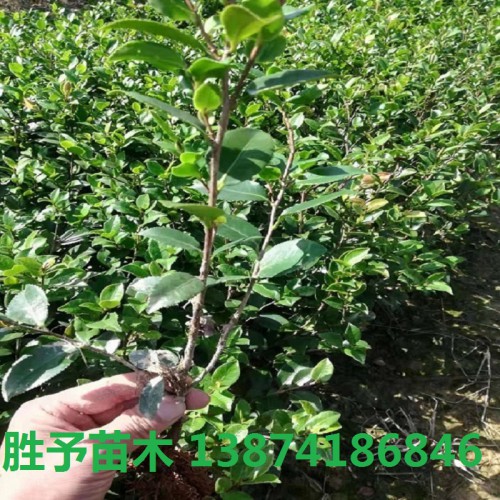 茶梅小苗價(jià)格 茶梅小苗 茶梅價(jià)格