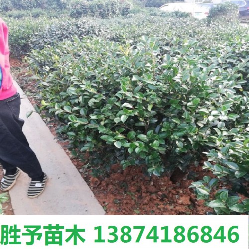 茶梅球  茶梅球價(jià)格 茶梅價(jià)格