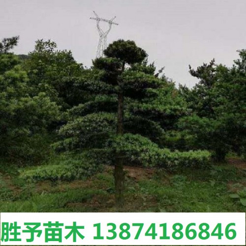 羅漢松樁價(jià)格 造型羅漢松價(jià)格 羅漢松樁景價(jià)格