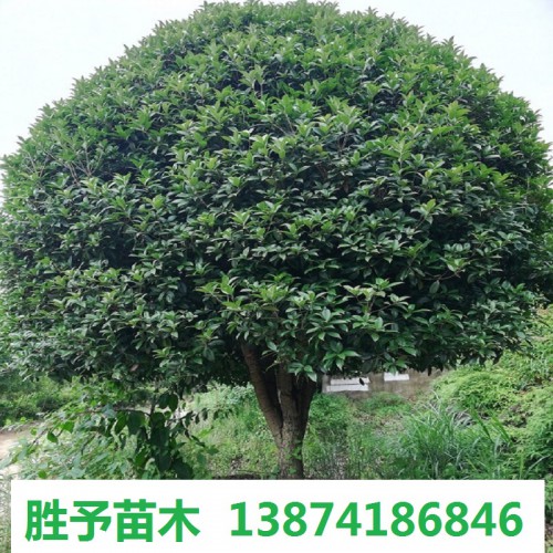 桂花樹(shù)價(jià)格 12-15-18-20-25-30公分桂花樹(shù)