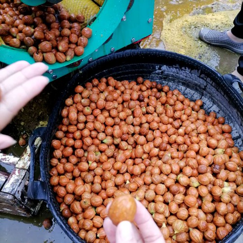 剝青核桃機 1000型大青核桃剝皮機