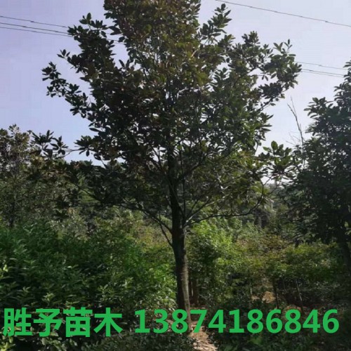 廣玉蘭 廣玉蘭價格