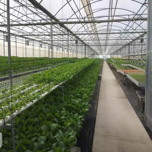 江蘇連棟薄膜溫室大棚承建商 連棟薄膜溫室設計廠家 國聚溫室