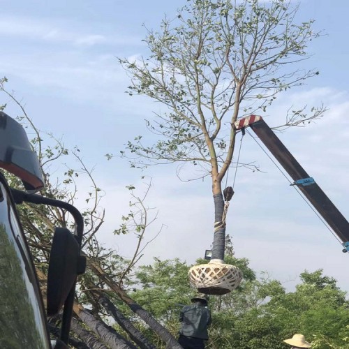 【勝予】現貨供應香樟價格  工程綠化苗木10-30公分香樟樹