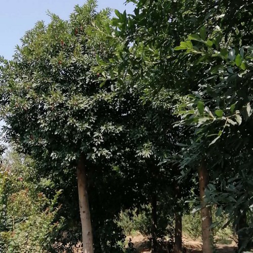 【勝予苗木】現貨供應杜英價格 基地直銷8-20公分杜英樹