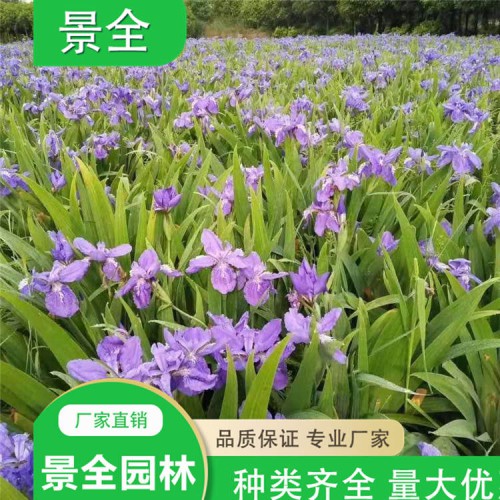 藍花鳶尾 鳶尾價格 水生鳶尾  量大優(yōu)惠