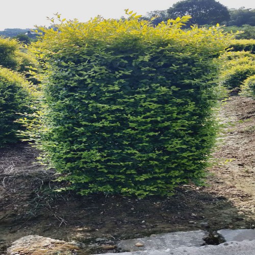 基地直銷小葉女貞柱價格 現貨供應高80-200公分小葉女貞柱