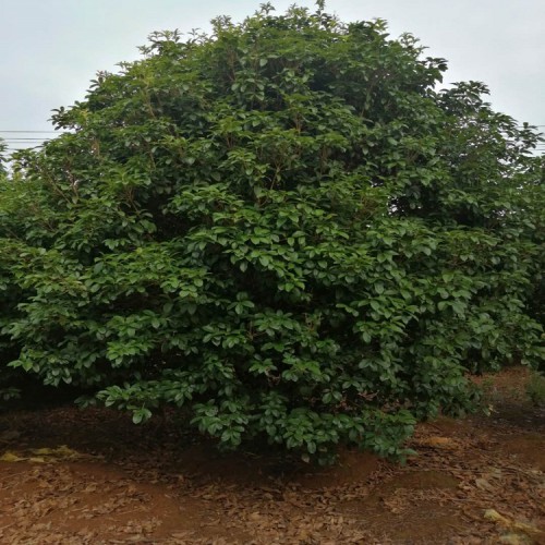 基地直銷叢生桂花價格 大量供應各種桂花樹