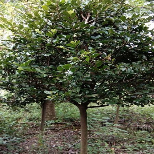 園林綠化苗木中華蚊母樹價格 大量供應中華蚊母小苗