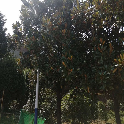 園林綠化苗木 廣玉蘭價格 勝予苗木 10-20公分廣玉蘭