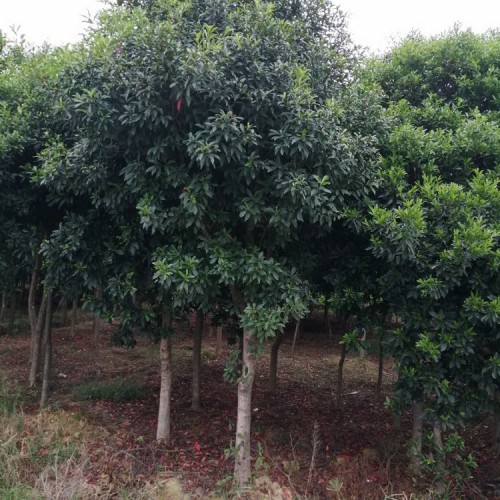 現貨供應杜英價格 基地直銷7-14公分杜英樹 勝予苗木