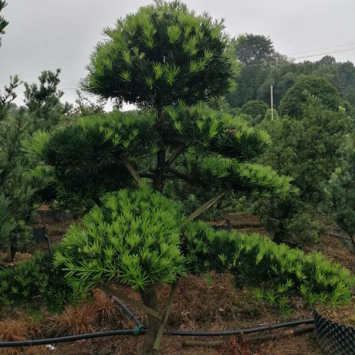 基地直銷高130-180公分羅漢松樁價格 不動刀造型羅漢松