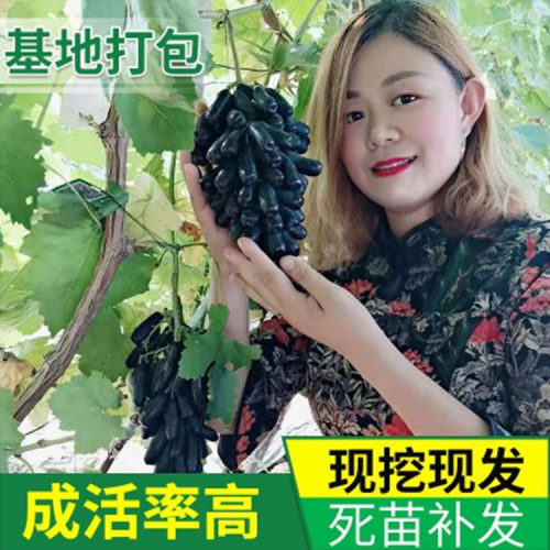 基地種植葡萄苗 藍寶石葡萄苗價格