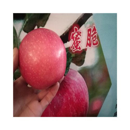 矮化蜜脆蘋果苗多少錢一棵 基地現挖現發蘋果苗