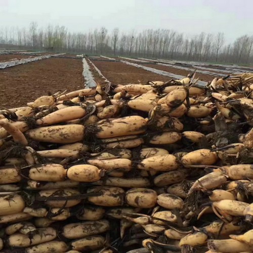 垃圾堆覆蓋膜 土工膜 土工膜防滲膜廠家