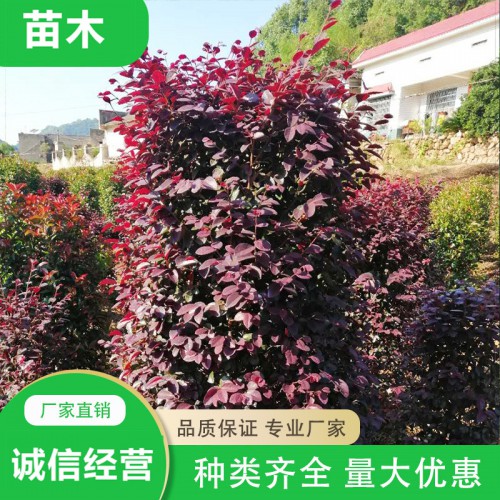 毛葉丁香柱 紅花繼木柱 法國冬青柱