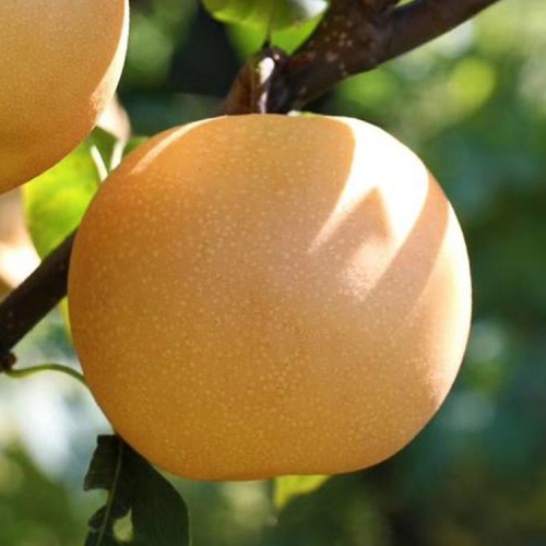 梨苗價格 梨樹苗廠家