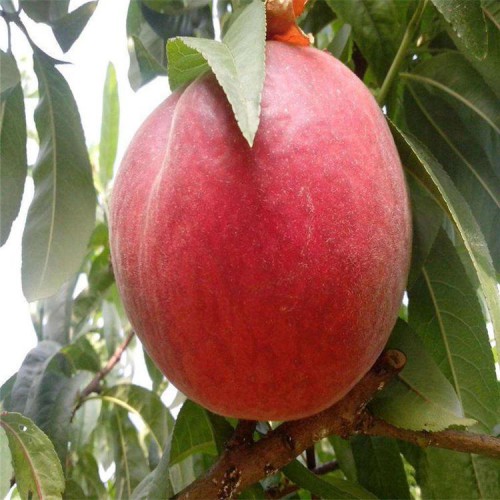 36-5油蟠桃苗價格  批發桃樹苗